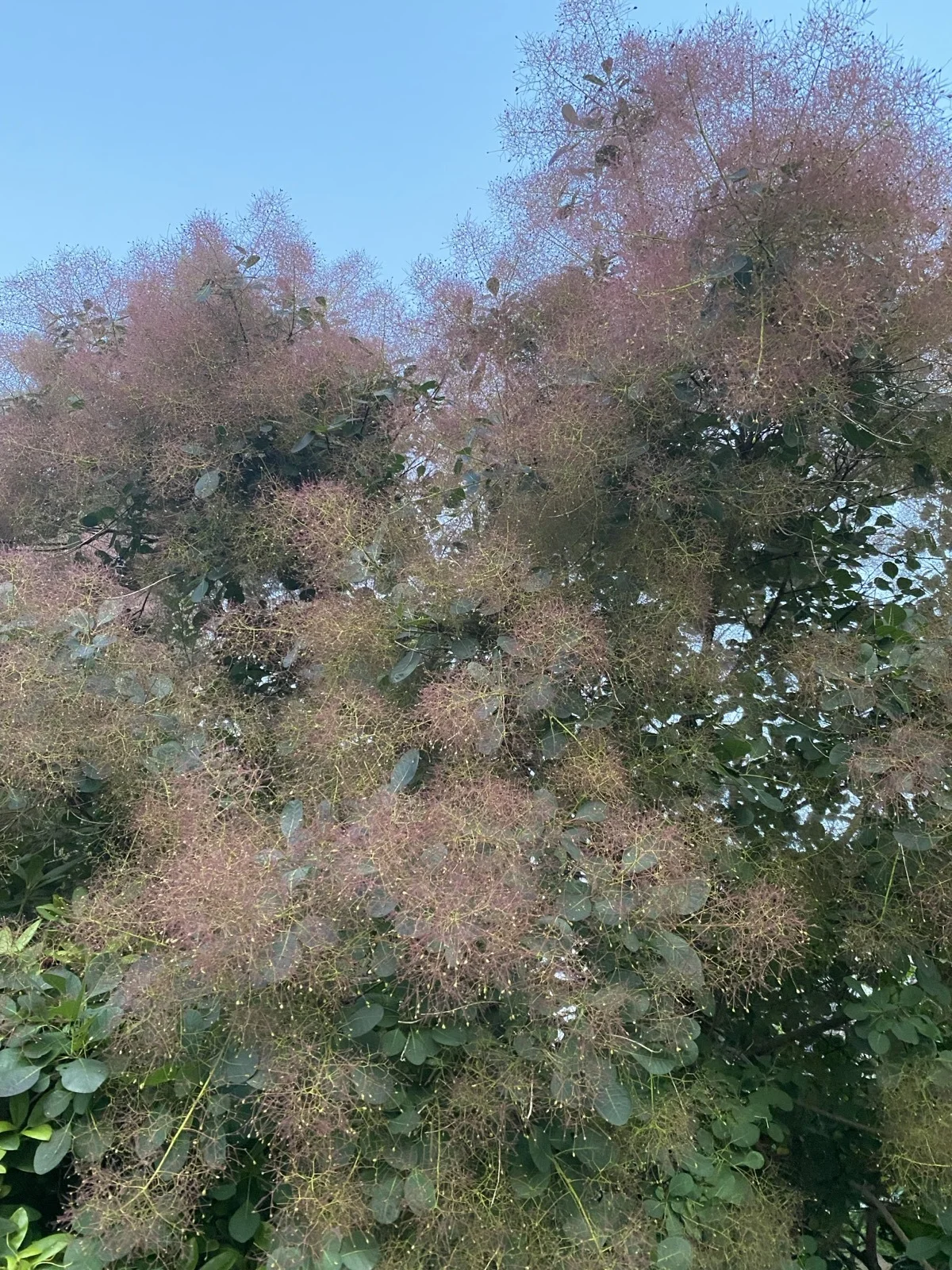 Multiplying the Mother Tongue from Within. Multilingual Relationalities in Italian Postcolonial Literature