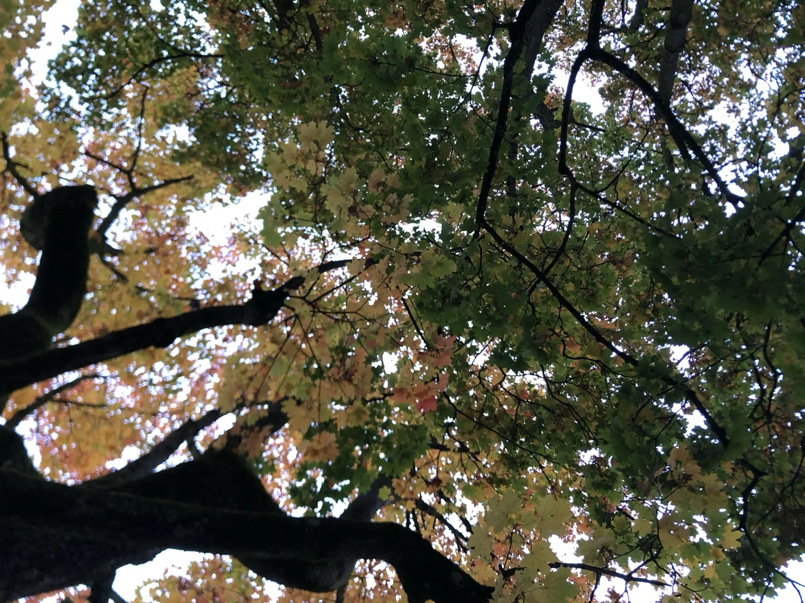 Gli studi postcoloniali e "Future"