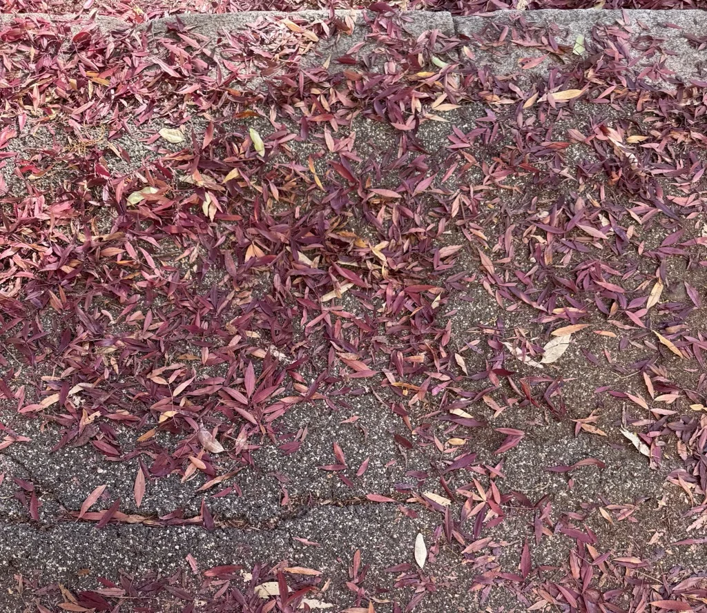 Toekomst in de Talen (A Future in Languages)